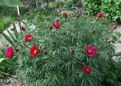 Paeonia_smouthii_12__4016.jpg