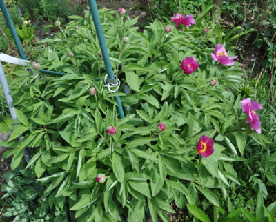 Paeonia_mollis_12__4018.jpg