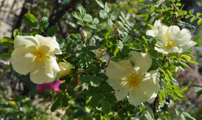 Rosa_x_pteragonis_cantabrigiensis1_11__2745.jpg