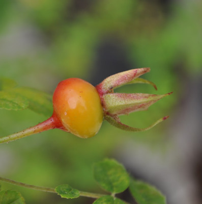 Rosa_x_pteragonis_cantabrigiensis_H_11__8454.jpg