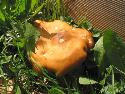 Aprilpilz_Hochbeet_2.jpg