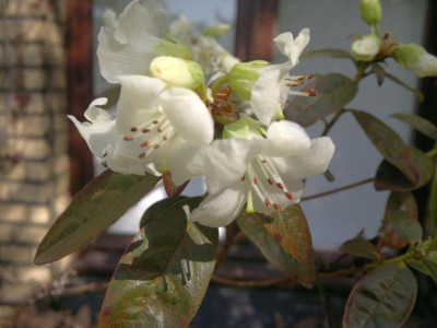 010520123719R.glaucophyllum_var.album_Bu_176_Salpa_La_Nepal_3400m.jpg