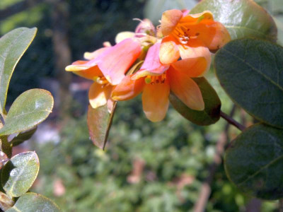 010520123724R.cinnabarinum_ssp.xanthocodon_concatenans.jpg