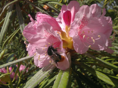 010520123725R.makinoi_Hosoba.jpg