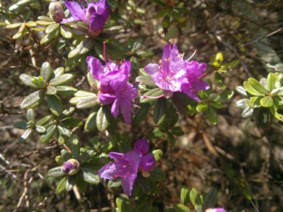 010520123727R.fastigiatum.jpg