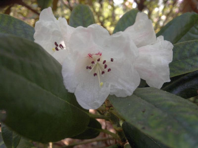 010520123728R.faberi_KR193.jpg
