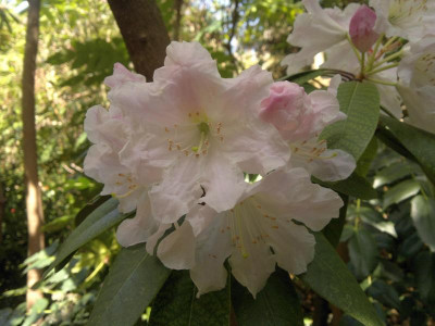 010520123733R.decorum_Hobbie.jpg