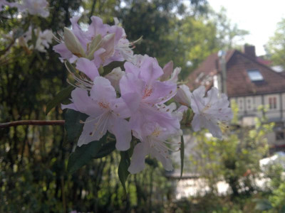 010520123734R.yunnanense_chartophyllum_BG_Flottbek.jpg