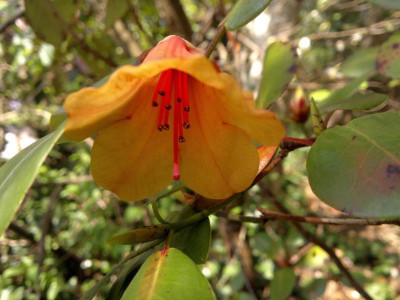 010520123735R.viscidifolium_LS5657.jpg