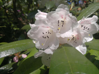010520123736R.coryanum_KW_6311_Bordehill.jpg
