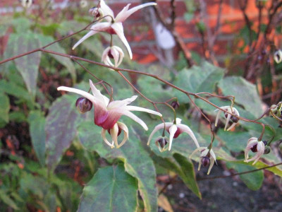 Epimedium_Domino_Gartenpur.jpg