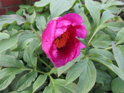Paeonia_Mollis_2012_1_Gartenpur.jpg