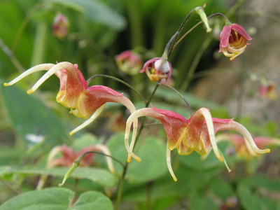 Epimedium_x_omeiense_Emei_Shan_75kib.jpg