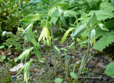Uvularia_grandiflora_Variegated_gB..jpg