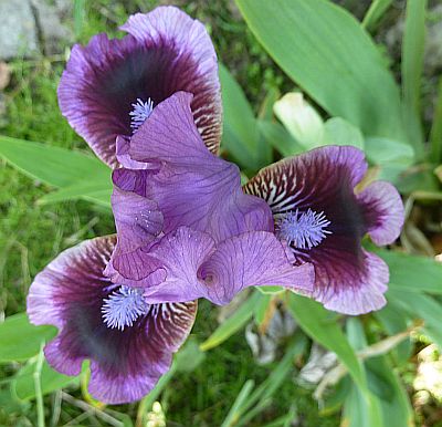 Iris_barb._nana_Fairy_Ballet_P10309141.jpg