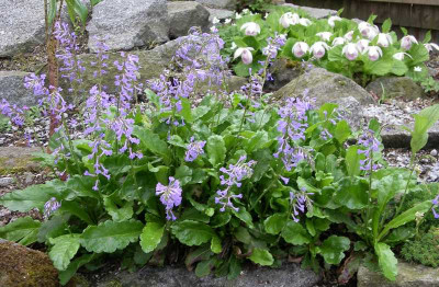comp_Wulfenia_x_schwarzii_02.05.12.jpg