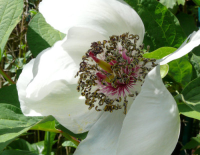 paeonia_obovata_mm.jpg