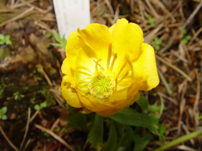 DSC00103.jpg