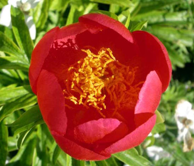 Paeonia_peregrina_Otto_Froebel_2005-05-28.JPG