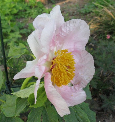 Paeonia_Mollis_Slg_2_2_Gartenpur.jpg