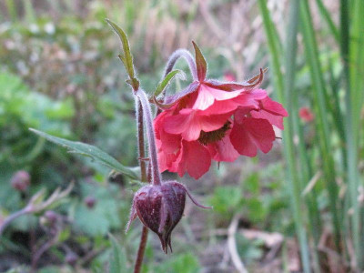 Geum_Renate_Koch_1_Gartenpur.jpg
