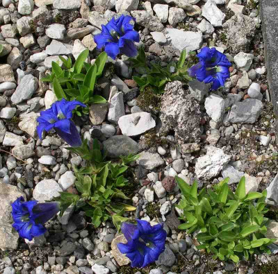 comp_Gentiana_angustifolia__ssp._corbariesis_02.05.12.jpg
