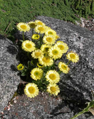 comp_Erigeron_aureus_30.04.12.jpg