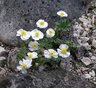 comp_Ranunculus_seguieri_02.05.12.jpg