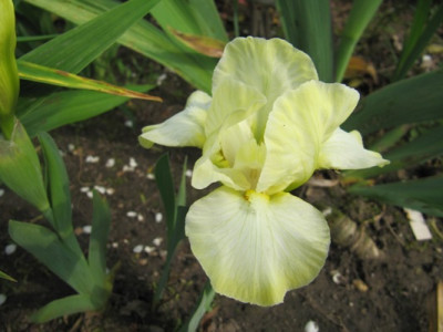iris_006.JPG