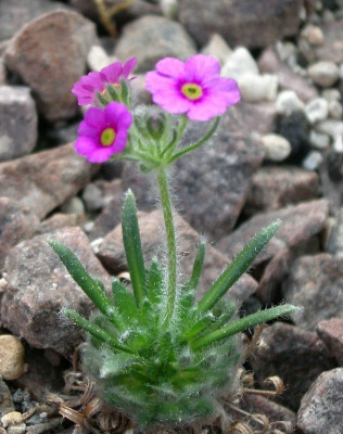 comp_Androsace_bisulca_var._brahmaputrae_03.05.12.jpg