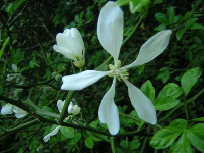 Poncirus_Trifoilata.JPG