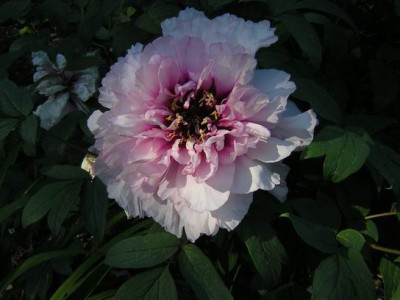 Paeonia_e.JPG