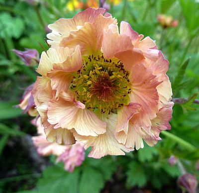 Geum_welches_P10309161.jpg