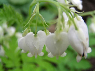 Dicentra_eximia_Alba_.jpg