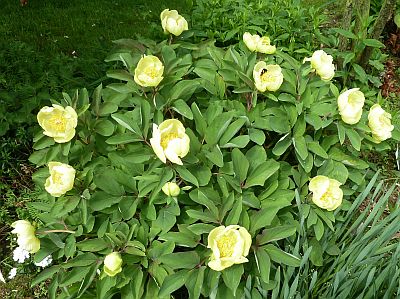 Paeonia_mlokosewitschii_P10309394.jpg