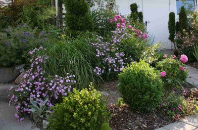 Saponaria_11.jpg