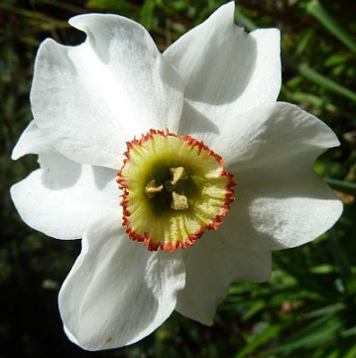 Narcissus_poeticus_recurvus_P10309281.jpg