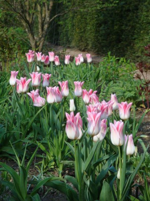 k-Tulpe.JPG