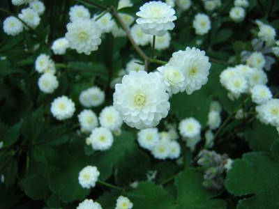4DSCN5376.JPG