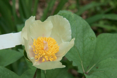 Paeonia_obovata_ssp._willmottiaeIMG_8728jpg.jpg
