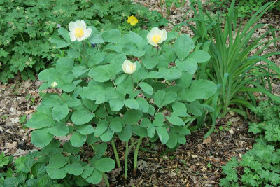 Paeonia_obovata_ssp._willmottiaeIMG_8729jpg.jpg
