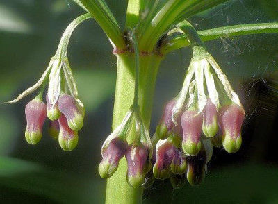 Polygonatum_cirrhifolium_kn.jpg