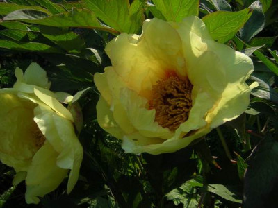 3DSCN5371.JPG