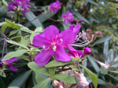 030520123820R.tosaense_Komiyamae.jpg