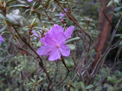 030520123823R_hippophaeoides_var.occidentale_CCu9314.jpg