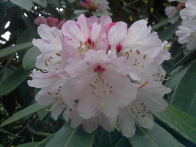 030520123824R.galactinum_W.4254.jpg