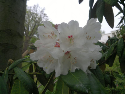 040520123829R.galactinum_W.4254_reinwei.jpg