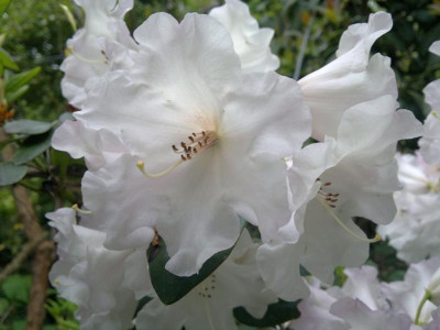 040520123827R.wardii.var.puralbum.jpg