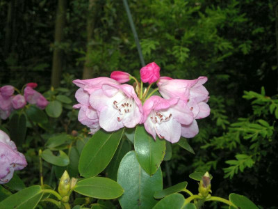 040520123828R.selense_ssp._jucundum_JN_1029.jpg