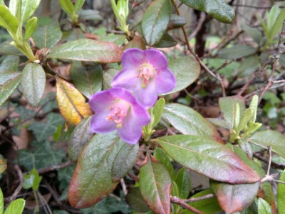 040520123825R.pruniflorum.jpg